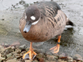 Bronze-winged Duck